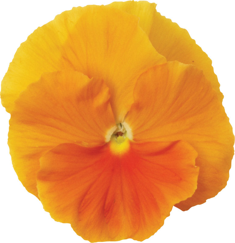 PANSY MATRIX ORANGE