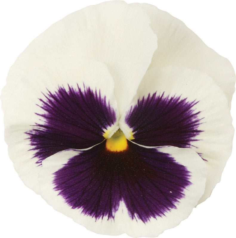 PANSY MATRIX BLOTCH WHITE