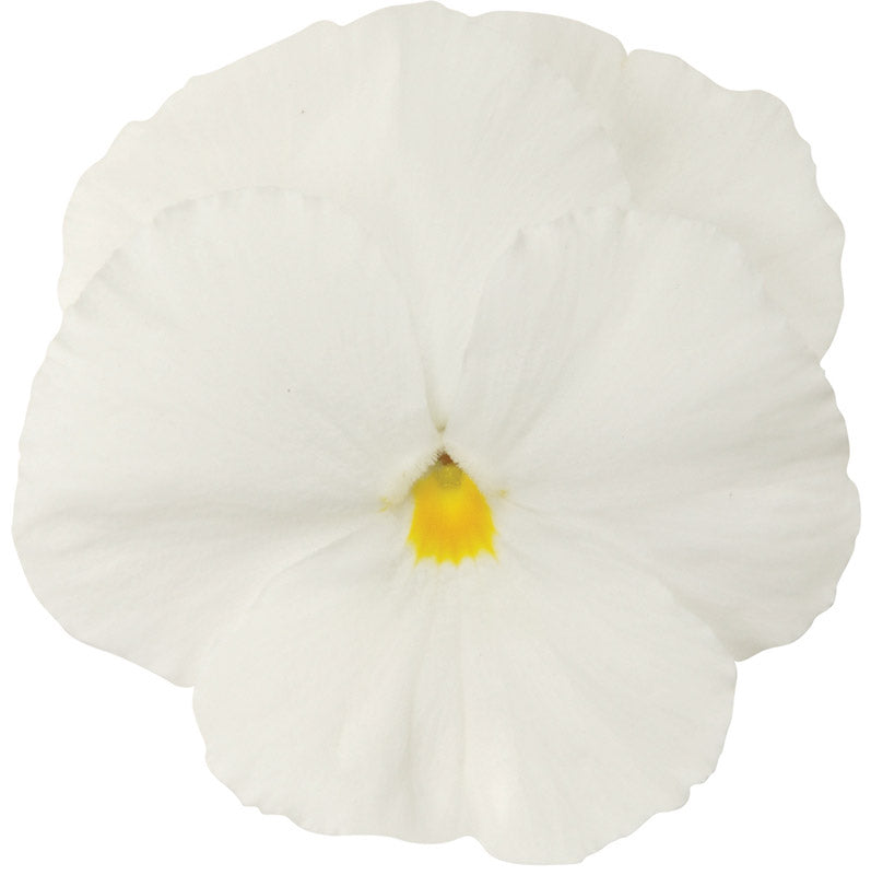 PANSY MATRIX WHITE