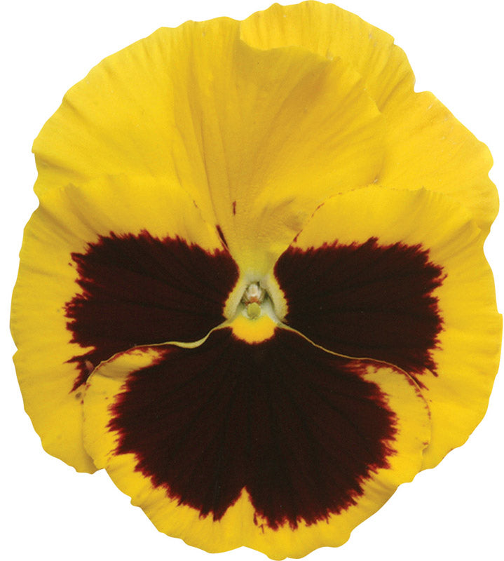 PANSY MATRIX BLOTCH YELLOW