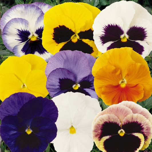 PANSY MATRIX MIX