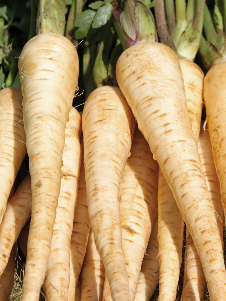 PARSNIP WHITE GEM