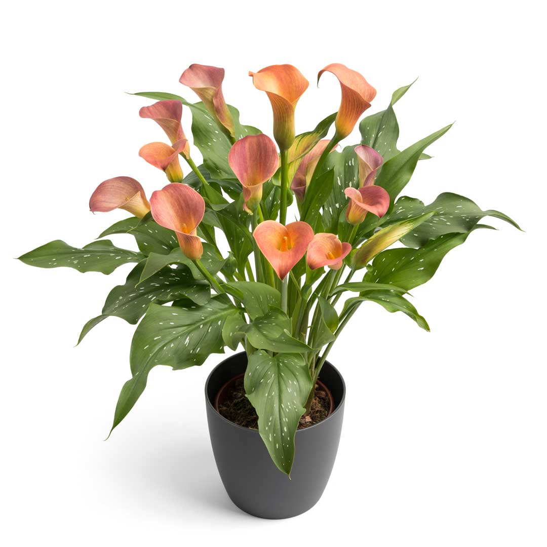 Hadeco Zantedeschia - Peach Pearl - 1 bulb