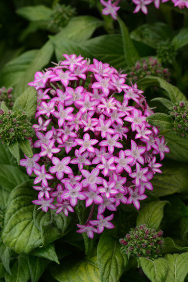 PENTAS GLITTERATI PURPLE STAR