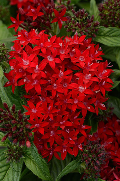 PENTAS LUCKY STAR DARK RED