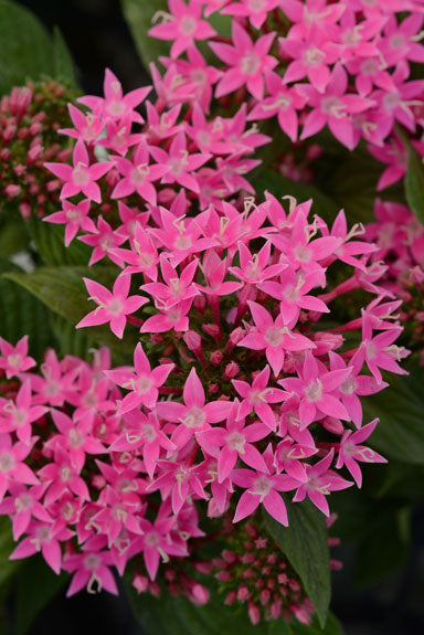 PENTAS LUCKY STAR DEEP PINK