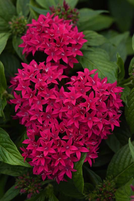 PENTAS LUCKY STAR LIPSTICK