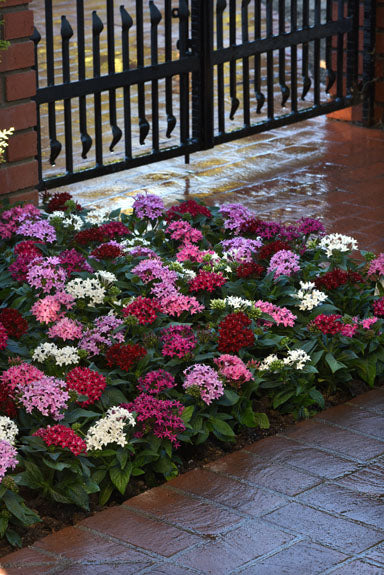 PENTAS LUCKY STAR MIX