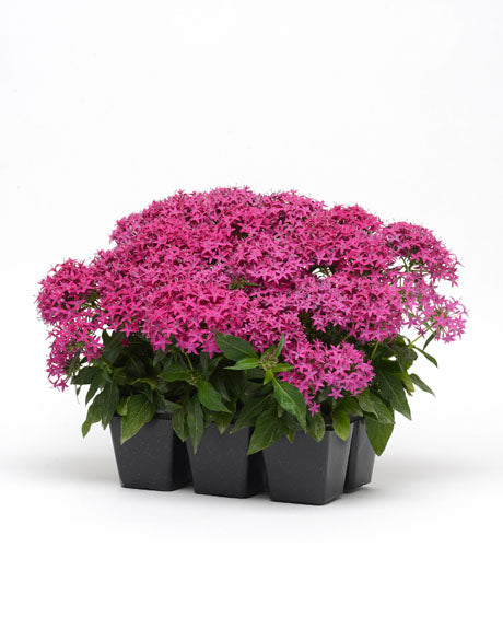 PENTAS LUCKY STAR VIOLET