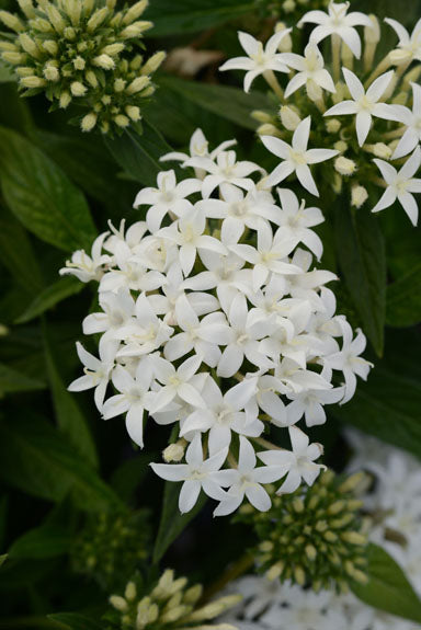 PENTAS LUCKY STAR WHITE