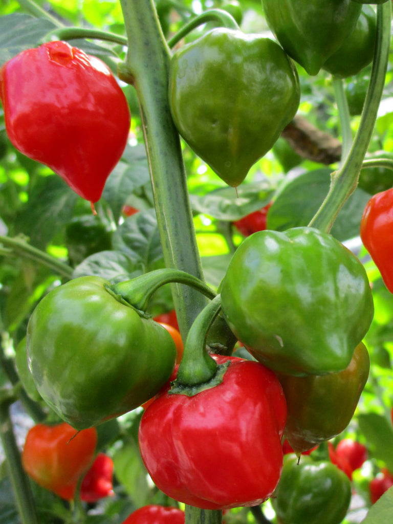 CAPSICUM HABANERO(VL