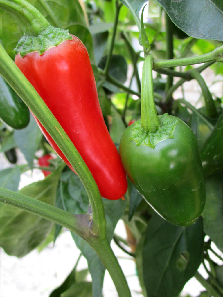 CAPSICUM JALAPENO M