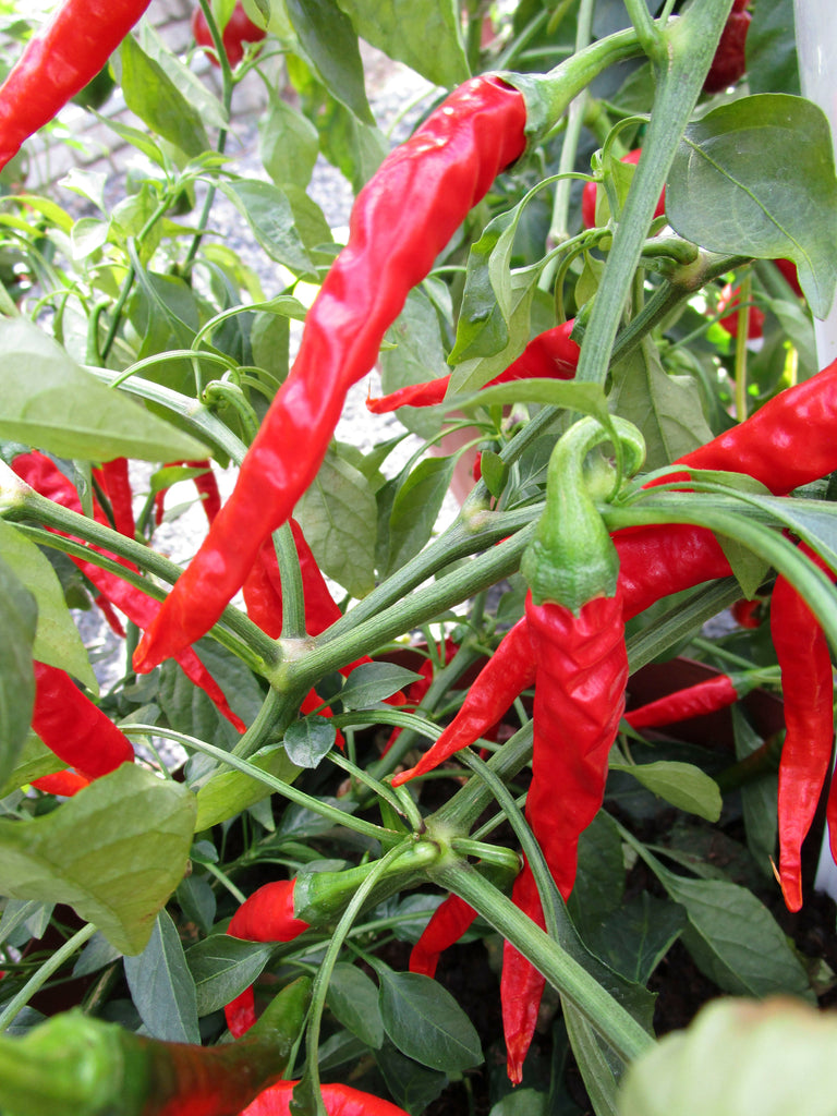 Capsicum Long Red Cayenne Slim Chili Seedlings