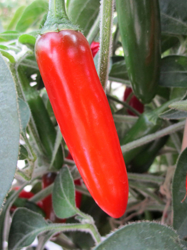 CAPSICUM SERRANO CHILLI