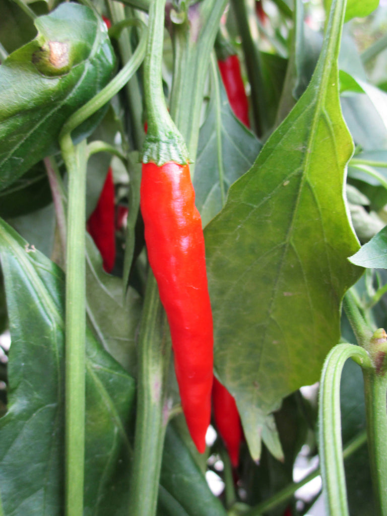 CAPSICUM UYABABA