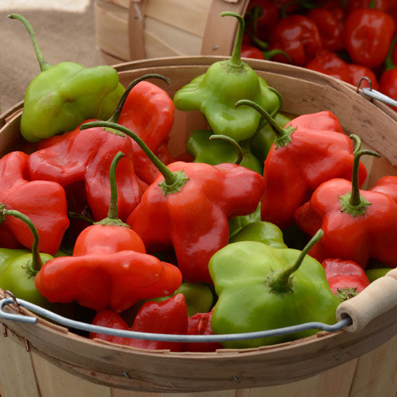 CAPSICUM MAD HATTER