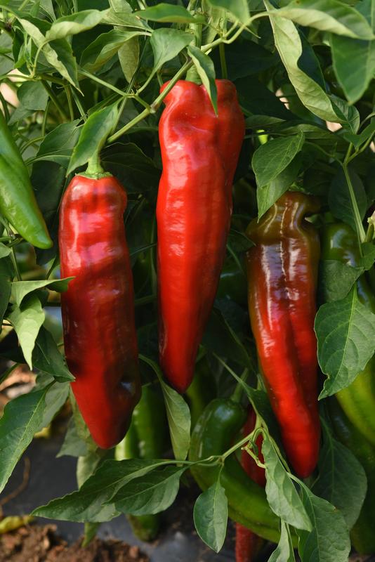 Capsicum Peppigrande Red