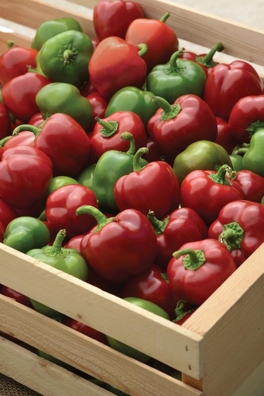 Capsicum Snackabelle Red