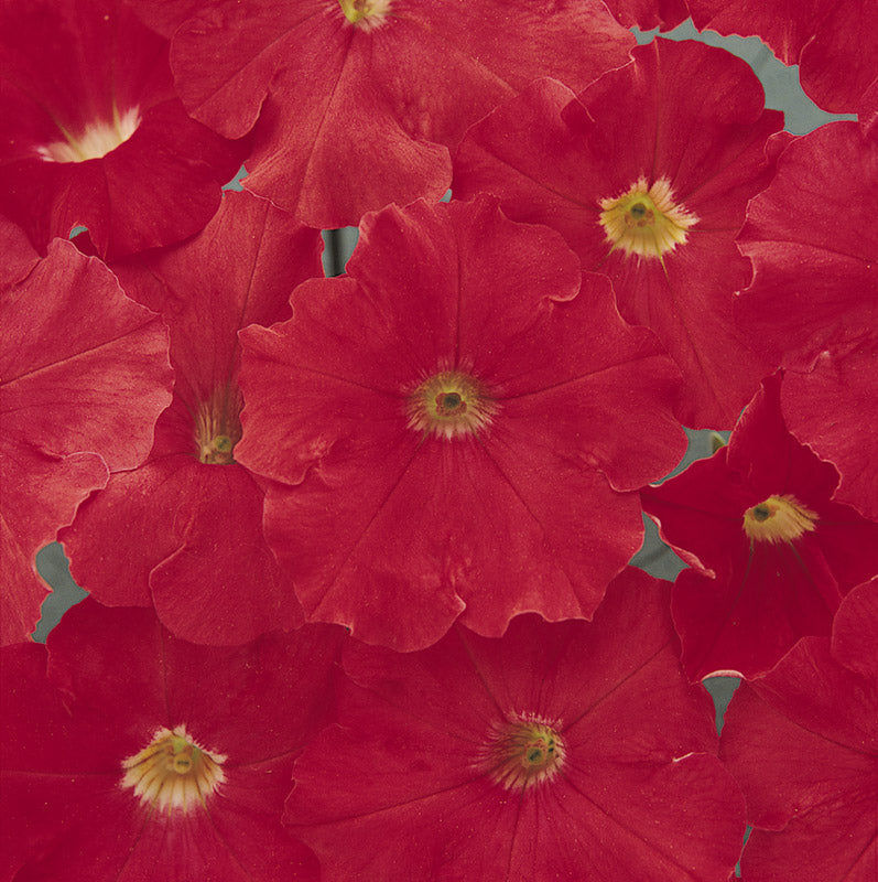 PETUNIA CARPET BRIGHT RED