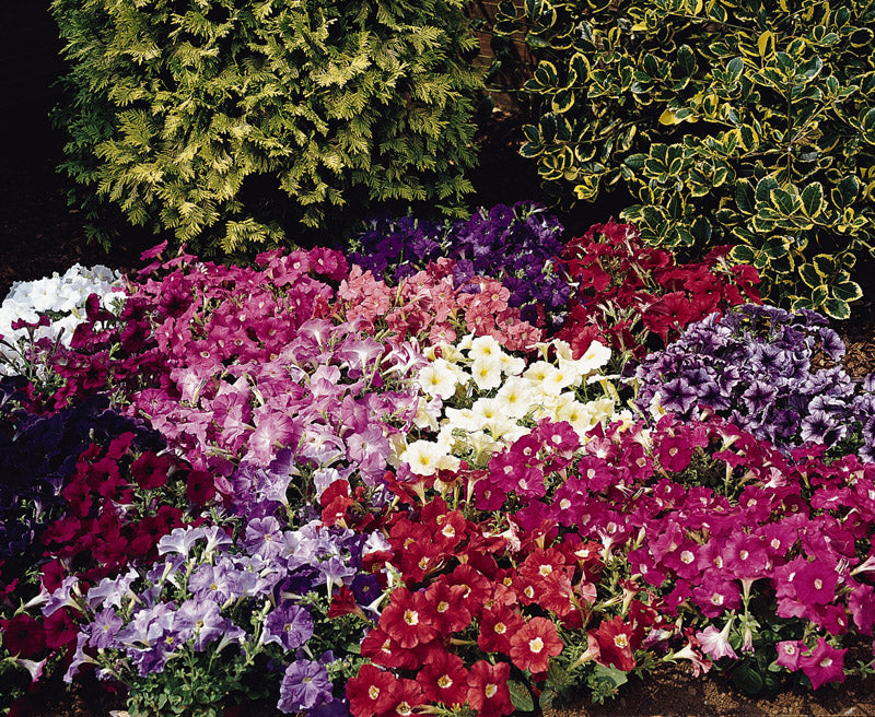 PETUNIA CARPET MIX