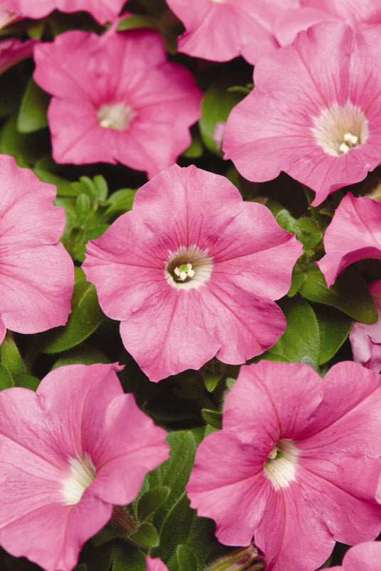 PETUNIA CARPET PINK