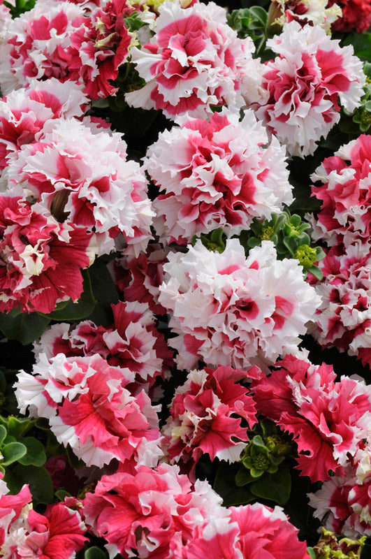 PETUNIA PIROUETTE RED