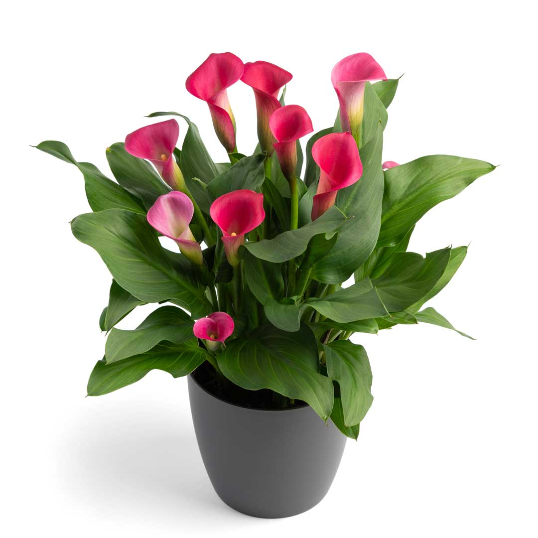 Hadeco Zantedeschia - Pillow Talk - 1 bulb