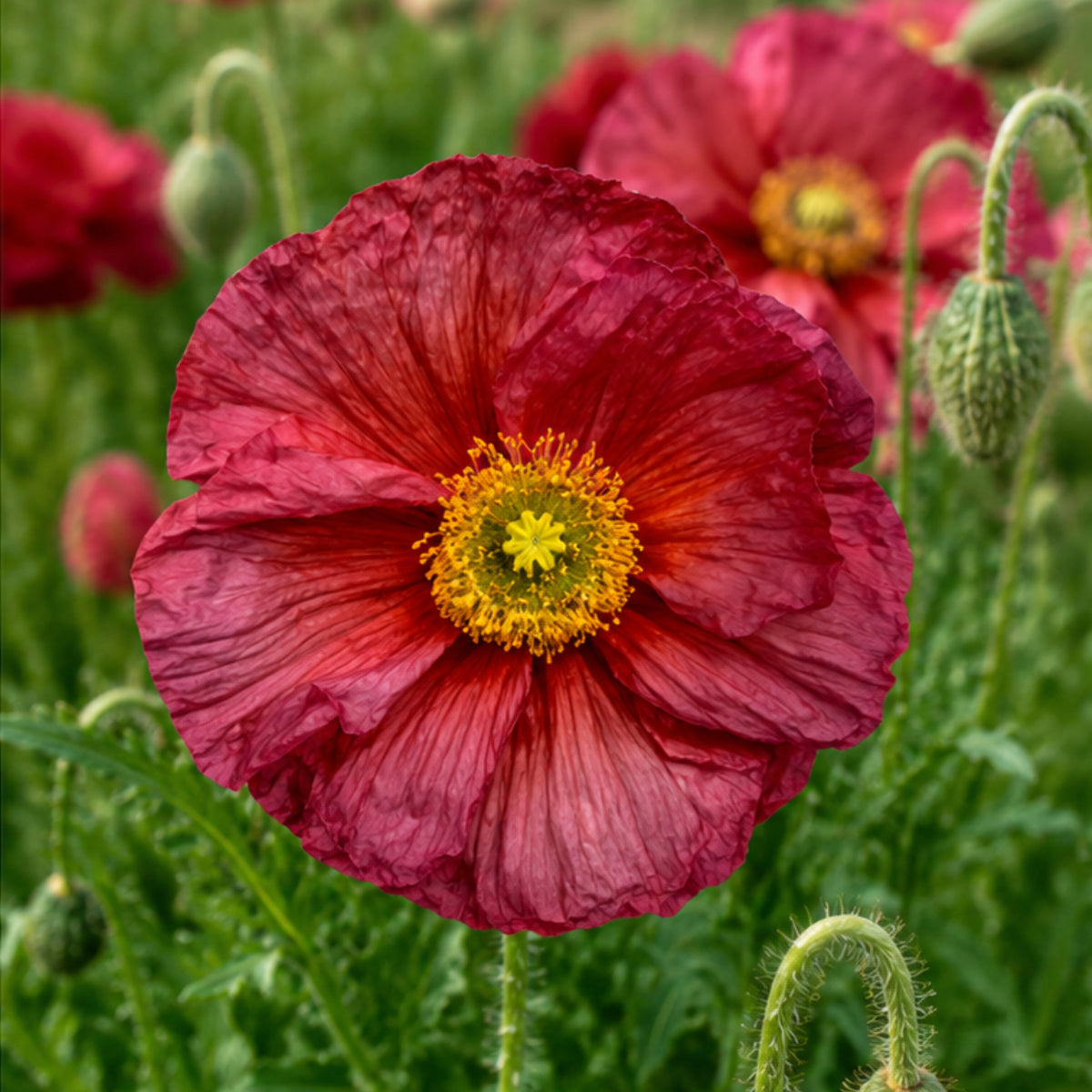 Poppy Colibri Ciclamino (Reddish) Seeds - Ubuntuberg Seeds product image