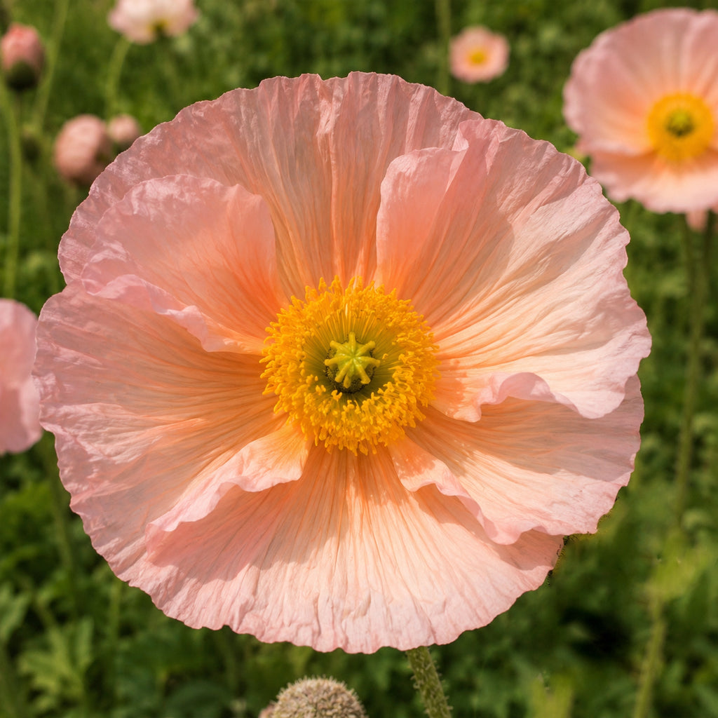 Poppy Seeds – GARDENING.co.za