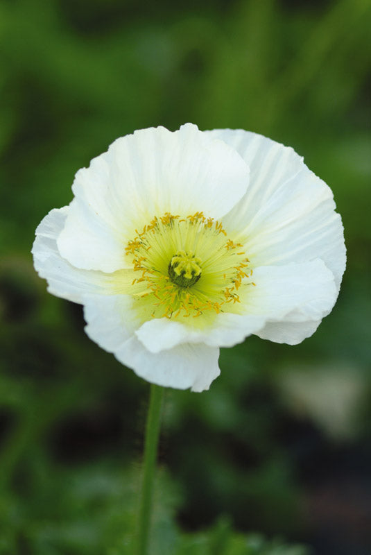 POPPY CHAMPAGNE BUBBLES WHITE