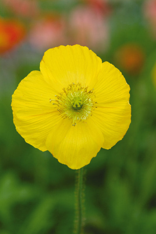 POPPY CHAMPAGNE BUBBLES YELLOW