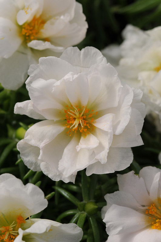 PORTULACA HAPPY HOURS COCONUT