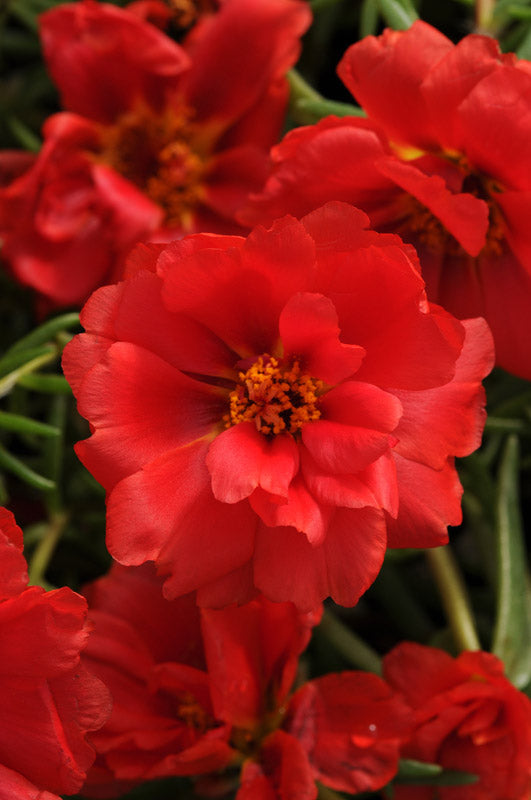 PORTULACA HAPPY HOURS DEEP RED