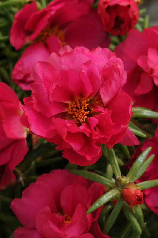 PORTULACA HAPPY HOURS FUCHSIA