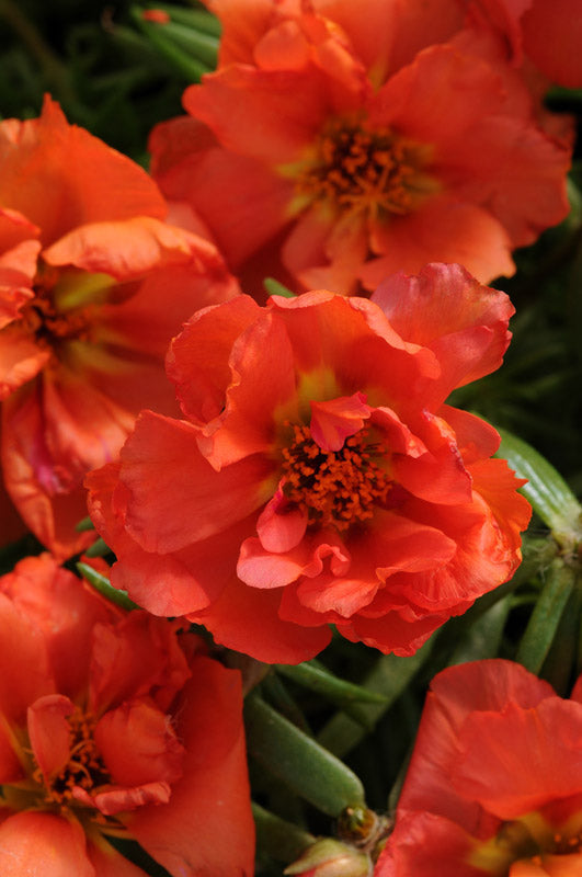 PORTULACA HAPPY HOURS ORANGE