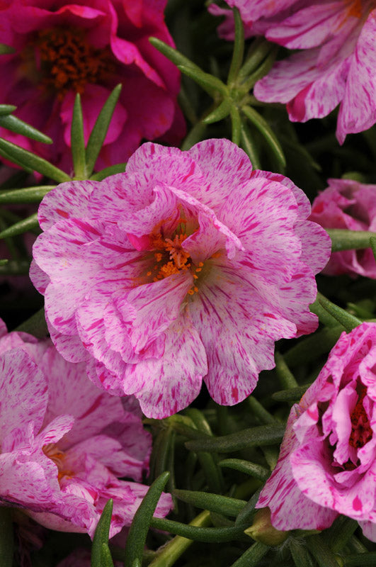 PORTULACA HAPPY HOURS PEPPERMINT