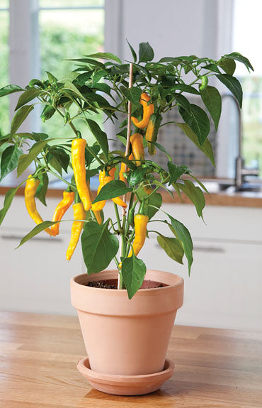 CAPSICUM POT PEPPER GOLDEN CAYENNE