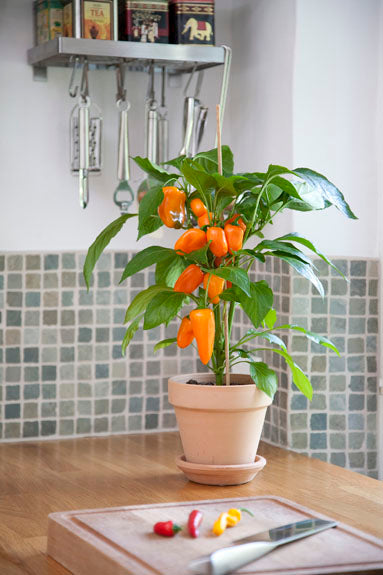 sweet pepper plants in pots Capsicum Pot Pepper Snack Orange
