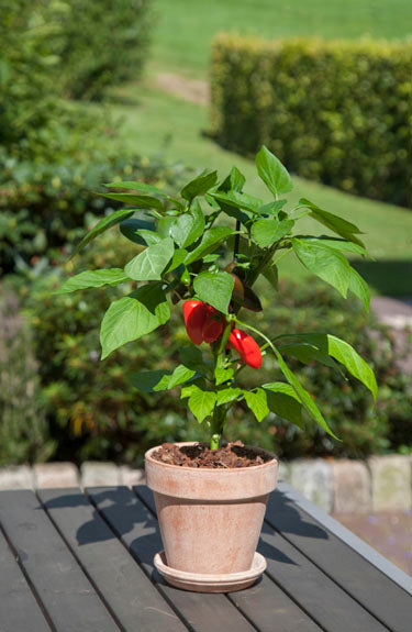 CAPSICUM POT PEPPER SNACK RED