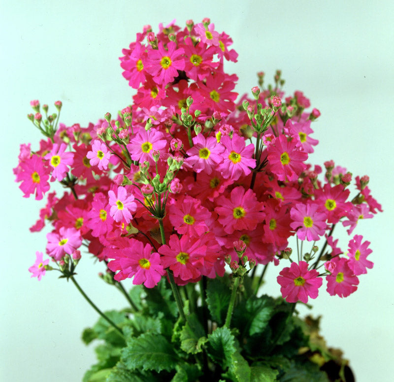Primula Malacoides Pink Shades Seeds – GARDENING.co.za