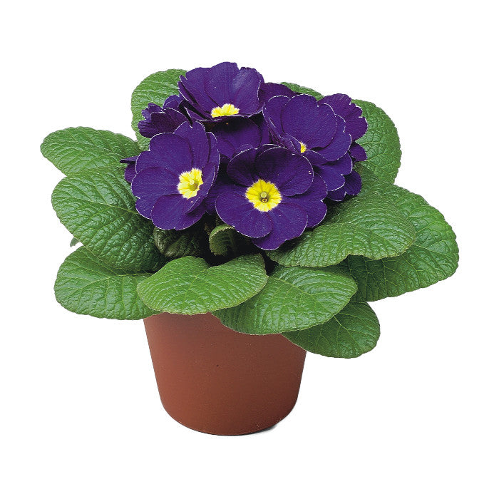 Primula Bonneli Blue Seeds - Ubuntuberg Seeds product image