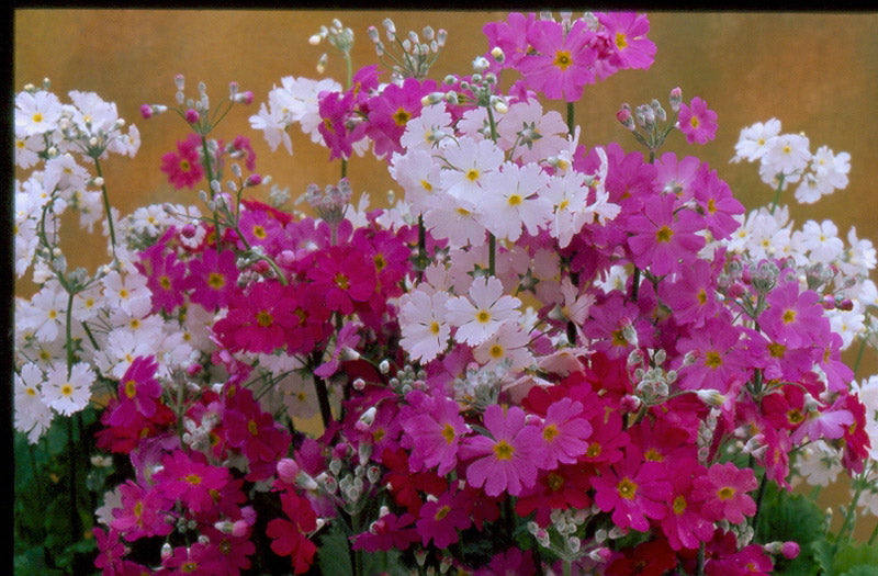 PRIMULA MALACOIDES MIX