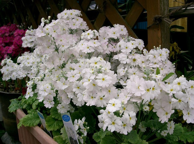 PRIMULA MALACOIDES WHITE