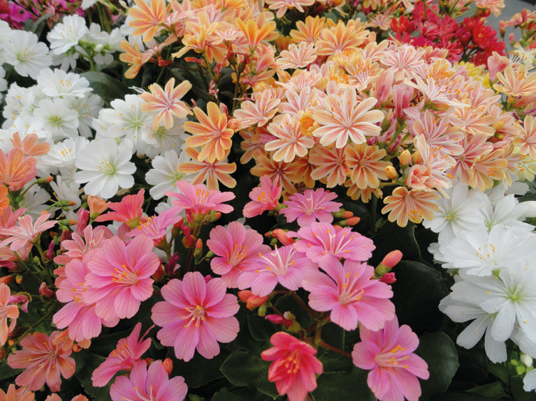 Lewisia Elise Mix Seeds – GARDENING.co.za