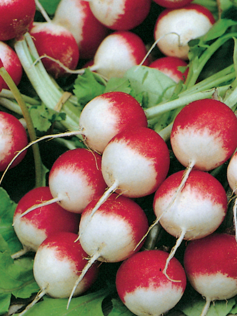 RADISH SPARKLER