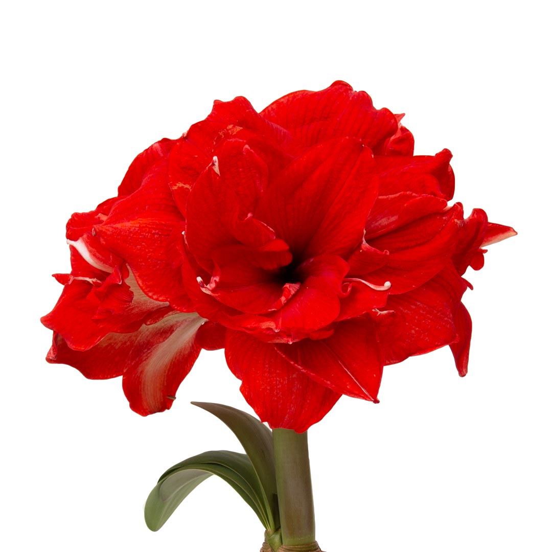 Hadeco Amaryllis Symphony Double - Ragtime - 1 bulb