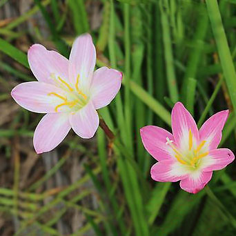 Zephyranthes robusta - Pink - 20 bulbs p-pack 1