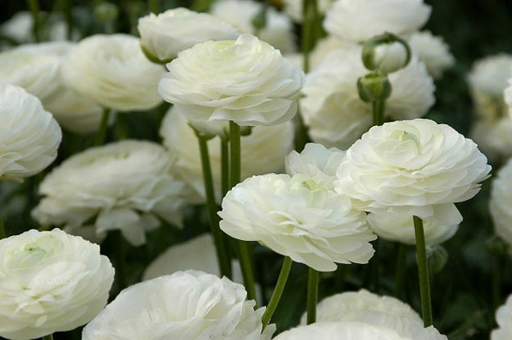 Hadeco Ranunculus - White - 25 bulbs pack