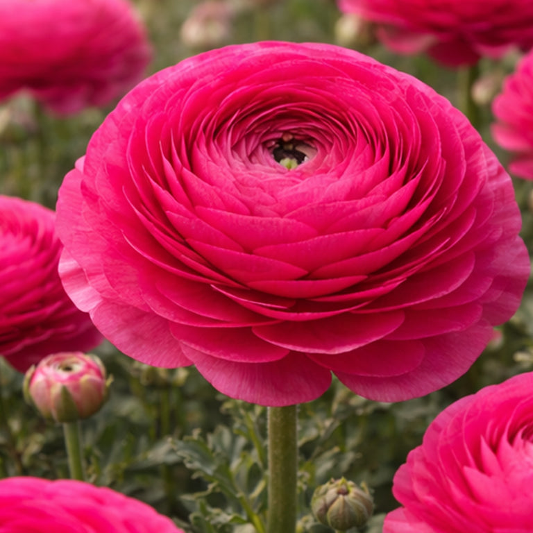 Ubuntuberg Italian Ranunculus Elegance Hot Pink (131-01) Corms