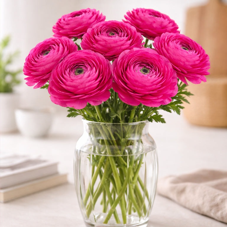 Ubuntuberg Italian Ranunculus Elegance Hot Pink (722-12) Corms